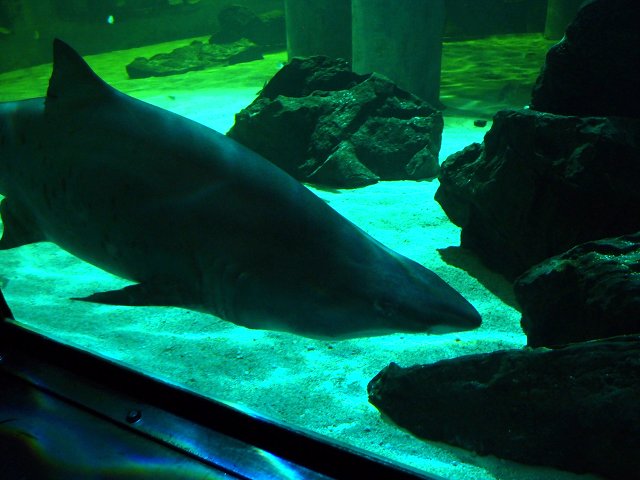 img00009.jpg