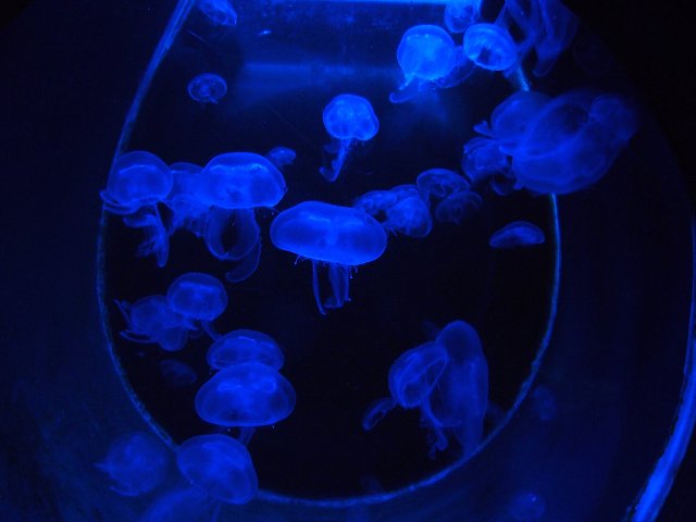 img00015.jpg