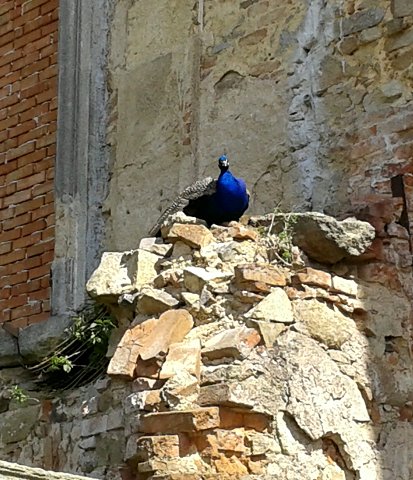 img00005.jpg