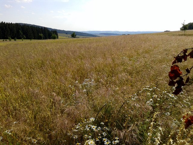 img00010.jpg