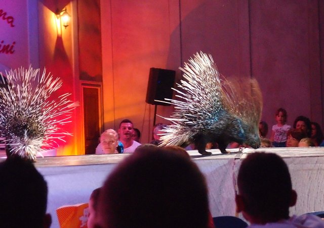 img00011.jpg