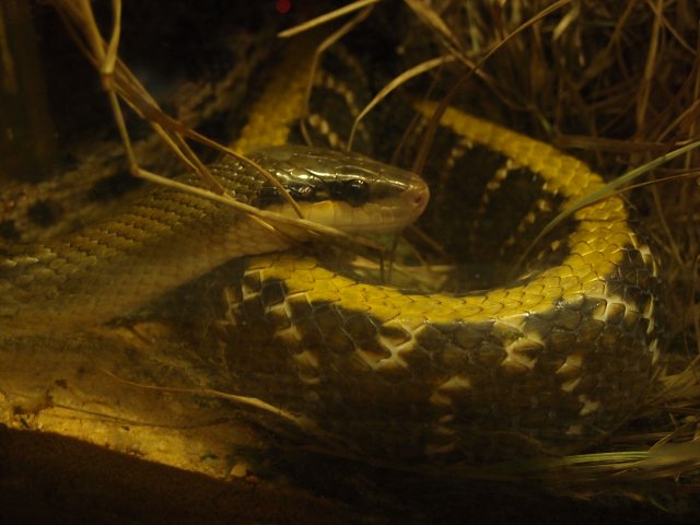 img00010.jpg